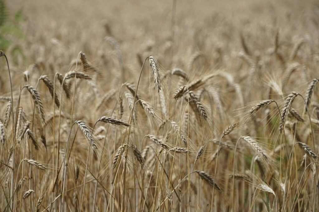 Close-up image of ripe wheat ears in a sunlit field with a blurred background.